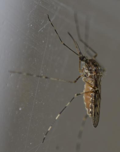 Réf. 200 671 : Culiseta annulata